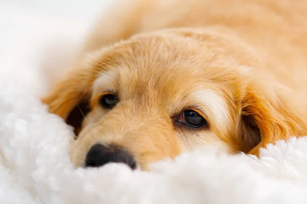 Cute Blond Puppy Lying White Blanket Cute Golden Hovawart Puppy — Stok fotoğraf