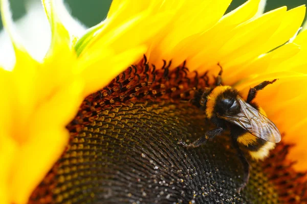 Ηλιοτρόπια Κλείνουν Μαύρο Και Κίτρινο Ριγέ Μέλισσα Μέλισσα Μέλισσα Επικονίαση — Φωτογραφία Αρχείου