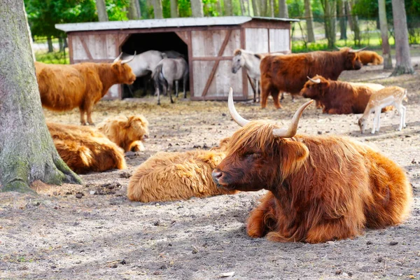 Highlands Cow. Beautiful, long furred or haired, ginger coloured Scottish Highland cattle on the hill. Scottish Highland Cow