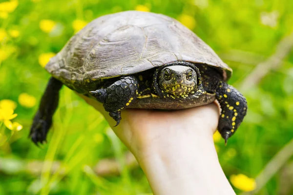 Woman Holding Small Turtle Her Hand European Pond Turtle Let — Stock Photo, Image