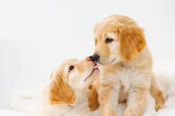 Couple Cute Blond Puppies Lying White Blanket Breed Hovawarts Bred — kuvapankkivalokuva