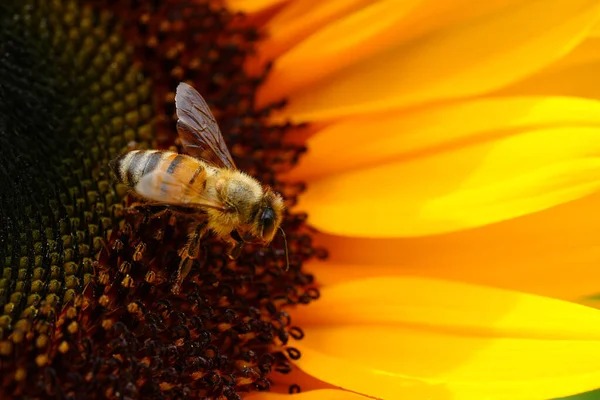 Sunflowers Close Black Yellow Striped Bee Honey Bee Pollinating Sunflowers — Photo