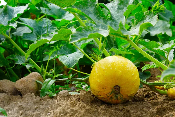 Orange pumpkins growing in the garden. Autumn. Growing pumpkins in the garden in the garden.