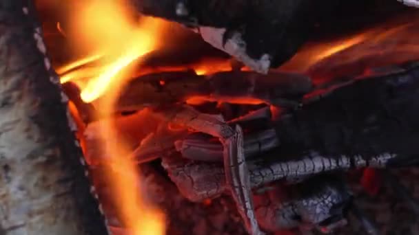 大きな丸太からの火の炎 暖かいたき火 バーベキューの準備ができて暖炉 たき火の炎を閉じます 屋外火災 — ストック動画