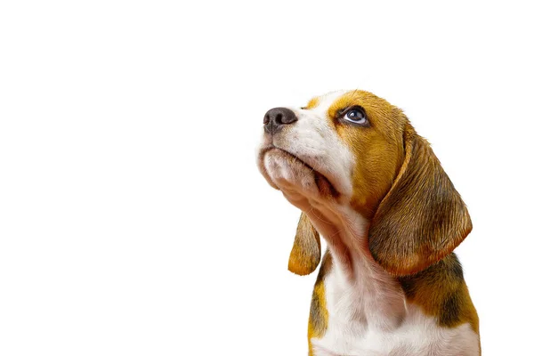 Smutny Szczeniak Szczeniak Psa Rasy Beagle — Zdjęcie stockowe