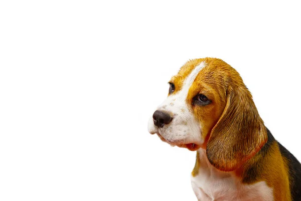 Triste Cucciolo Beagle Cucciolo Cane Beagle — Foto Stock