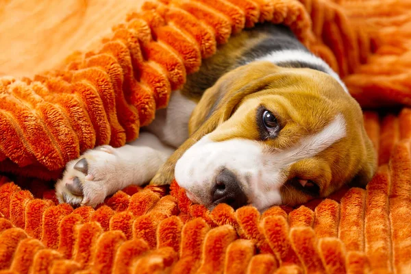 Triste Perrito Beagle Cachorro Beagle Perro —  Fotos de Stock