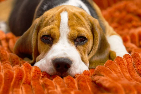 Triste Perrito Beagle Cachorro Beagle Perro —  Fotos de Stock