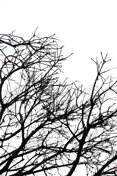 Silueta Ramas Árbol Río Janeiro — Foto de Stock