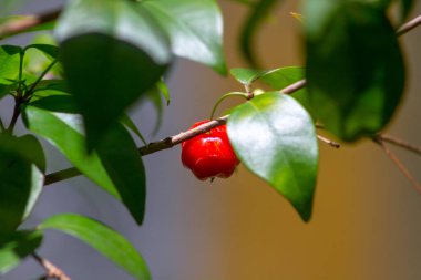 Rio de Janeiro 'da acerola meyvesi.