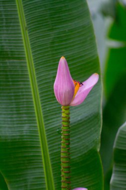 Rio de Janeiro 'da bir bahçede muzlu ağaç.