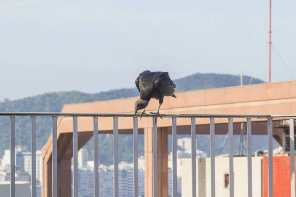 Avvoltoio Dalla Testa Nera Coragyps Atratus Cima Edificio Rio Janeiro — Foto Stock