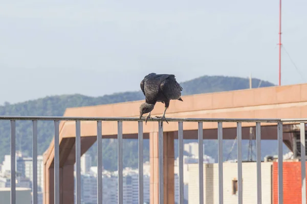 Buitre Cabeza Negra Coragyps Atratus Parte Superior Edificio Río Janeiro —  Fotos de Stock