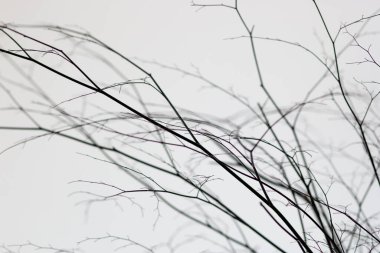 Rio de Janeiro 'da küçük dalların silueti.