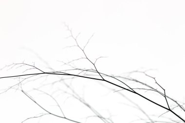 Rio de Janeiro 'da küçük dalların silueti.