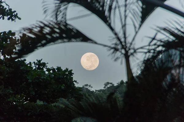 Moonset Com Silhueta Árvores Bairro Copacabana Rio Janeiro Brasil — Fotografia de Stock