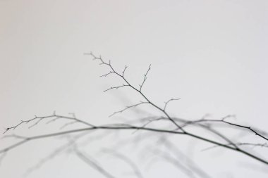 Rio de Janeiro 'da küçük dalların silueti.