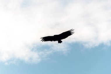 Rio de Janeiro, Brezilya 'da güzel mavi bir gökyüzü ile uçan akbaba..