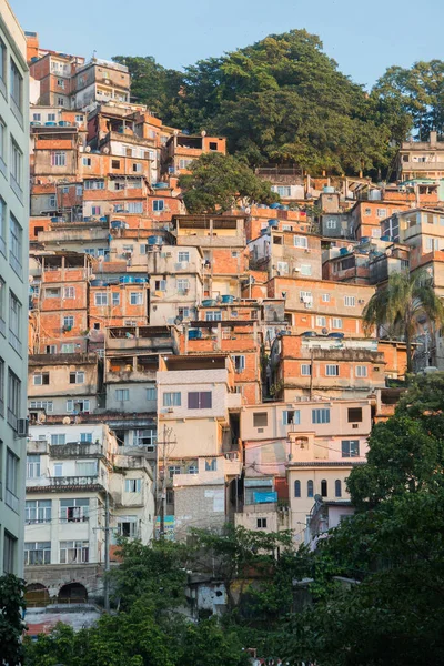 Pavão Favela Copacabana Rio Janeiro Brasil — Fotografia de Stock