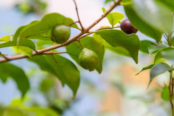 Frutta Conosciuta Come Arack Giardino Rio Janeiro Brasile — Foto Stock