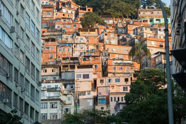 Pavão Favela Copacabana Rio Janeiro Brasil — Fotografia de Stock