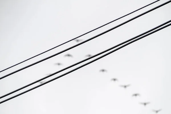 Флоксы Птиц Небе Рио Жанейро Бразилия — стоковое фото
