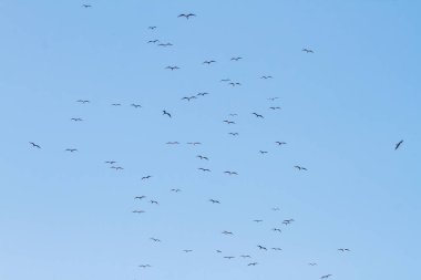 Rio de Janeiro 'daki Ipanema plajının mavi gökyüzünde fırkateyn kuşu.
