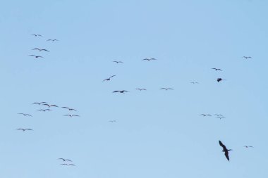 Rio de Janeiro 'daki Ipanema plajının mavi gökyüzünde fırkateyn kuşu.