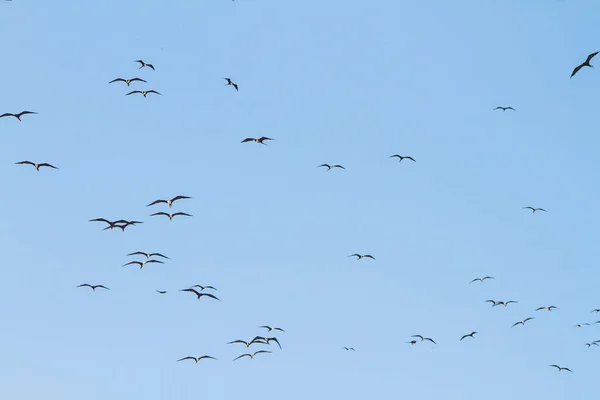 Fregata Uccello Nel Cielo Blu Della Spiaggia Ipanema Rio Janeiro — Foto Stock