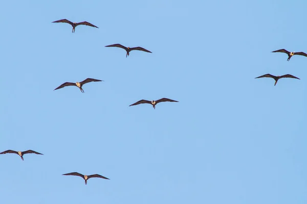 Fregata Uccello Nel Cielo Blu Della Spiaggia Ipanema Rio Janeiro — Foto Stock