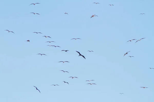 Fregattvogel Blauen Himmel Des Ipanema Strandes Rio Janeiro — Stockfoto