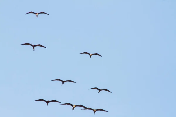 Fregata Uccello Nel Cielo Blu Della Spiaggia Ipanema Rio Janeiro — Foto Stock