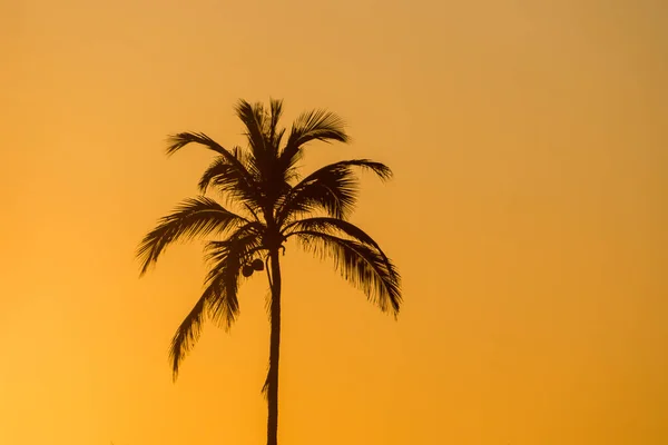 Silueta Cocotero Puesto Playa Ipanema Río Janeiro — Foto de Stock