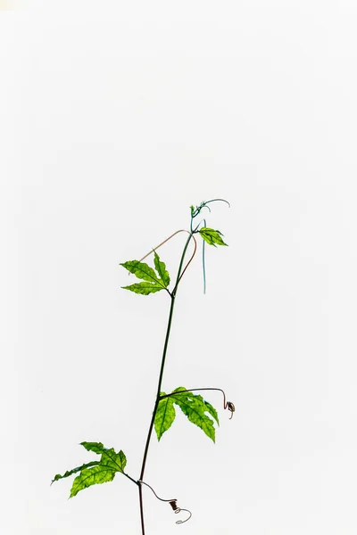 Leaf Passion Fruit Plant Rio Janeiro Brazil — Fotografia de Stock