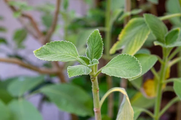 Daun Boldo Taman Rio Janeiro Brazil — Stok Foto