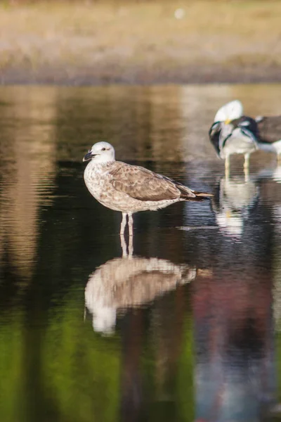 Seagulls Small Lake Rio Janeiro — Foto de Stock