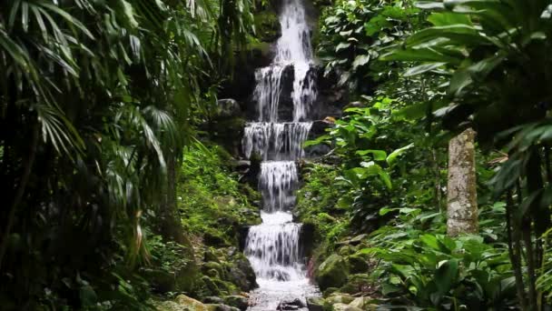 Beautiful Waterfall Located Neighborhood Horto Rio Janeiro Brazil — Vídeos de Stock