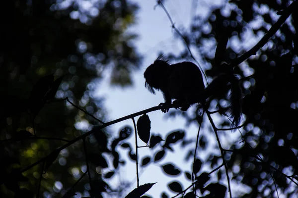 Silhouette Monkey Known Star Mico Rio Janeiro — Stock Photo, Image