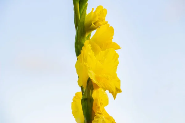 Bloemen Aangeboden Aan Iemanja Tijdens Een Feest Rio Janeiro — Stockfoto