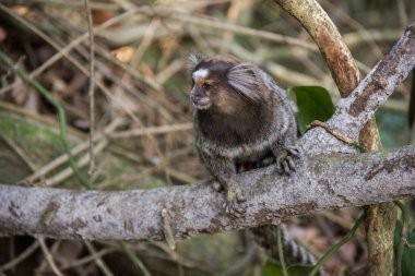 Rio de Janeiro 'da yıldız mico olarak bilinen maymun.