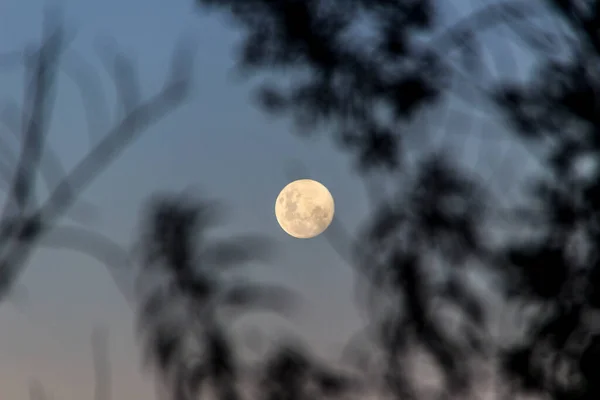 Full Moon Tree Branches Seen Top Hill Bocaina Mountains — Stock Photo, Image