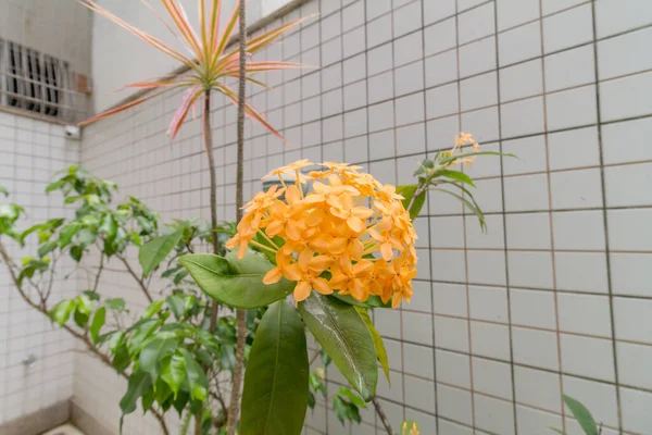 Gele Ixora Bloem Een Tuin Rio Janeiro Brazilië — Stockfoto