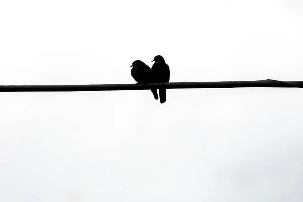 Silhouette Couple Oiseaux Connu Sous Nom Colombe Dans Câblé Rio — Photo
