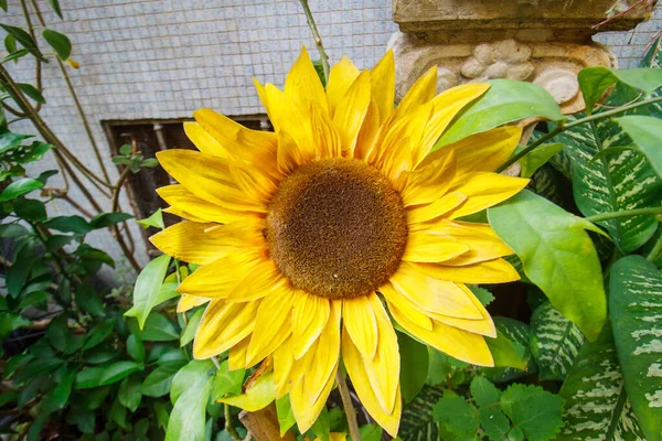 Dekoration Sonnenblume Einem Garten Rio Janeiro — Stockfoto
