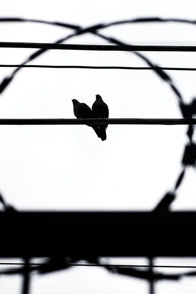 silhouette couple of birds known as dove, in a wired in Rio de Janeiro Brazil.