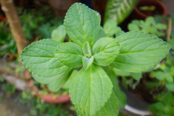 Boldo Blätter Einem Garten Rio Janeiro — Stockfoto