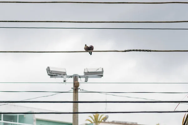 couple of birds known as rolinha, in a wired in Rio de Janeiro Brazil.