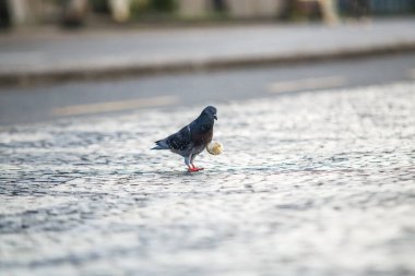 Rio de Janeiro 'da bir parça ekmekli güvercin..