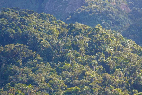 Kawałek Lasu Atlantyckiego Mieście Rio Janeiro — Zdjęcie stockowe