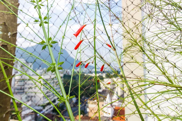 Rode Hibiscus Een Balkon Rio Janeiro — Stockfoto
